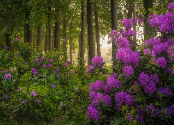 Las, Drzewa, Krzewy, Kwiaty, Fioletowe, Rododendrony