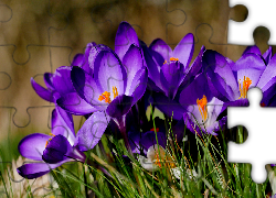 Fioletowe, Kwiaty, Krokusy, Trawa, Wiosna