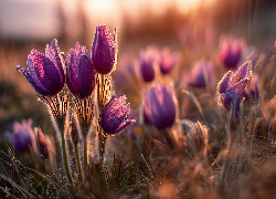 Fioletowe, Sasanki, Kwiaty, Trawa, Grafika AI