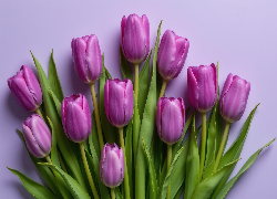 Fioletowe, Tulipany, Tło
