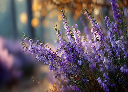 Wrzosiec, Fioletowe, Kwiaty, Grafika AI