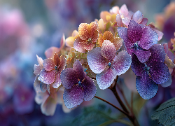 Fioletowo-pomarańczowa, Hortensja, Kwiat, Grafika AI