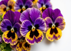 Fioletowo-żółte, Bratki, Zbliżenie