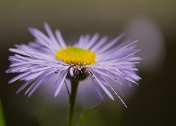 Kwiat, Fioletowy, Aster, Makro