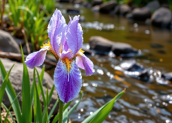 Kwiat, Irys, Fioletowy, Rzeka, Liście