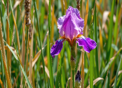 Fioletowy, Irys, Trawa