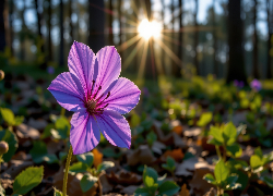 Rozświetlony, Fioletowy, Kwiat