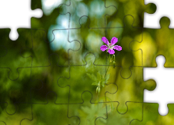 Kwiat, Fioletowy, Zbliżenie, Rozmycie, Tło, Zielone