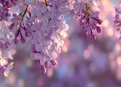 Fioletowy, Bez, Grafika AI