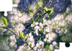 Kwiaty, Drzewo owocowe, Gałązki, Bokeh