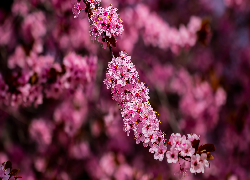 Drzewo owocowe, Okwiecona, Gałązka, Ciemnoróżowe, Kwiaty