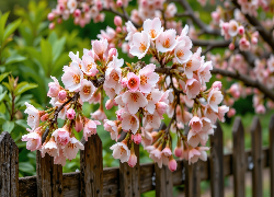 Gałązka, Jasnoróżowe, Kwiaty, Drzewo owocowe, Płot