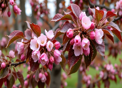 Kwiaty, Gałązka, Jabłoń, Drzewo owocowe, Grafika AI