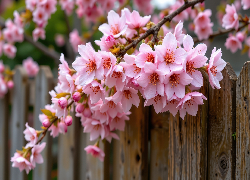 Gałązka, Różowe, Kwiaty, Drzewo owocowe, Płot, Grafika AI