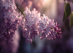 Bez, Gałązka, Fioletowe, Kwiaty, Grafika AI