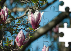 Magnolia, Gałązki, Kwiaty