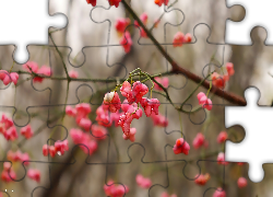 Gałązka, Różowe, Owoce, Trzmielina