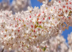 Jasnoróżowe, Kwiaty, Drzewo owocowe, Gałązka