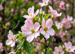 Jasnoróżowe, Kwiaty, Listki, Krzew