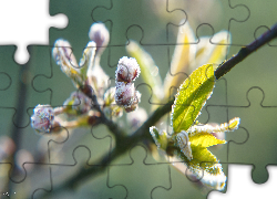 Roślina, Gałązka, Młode, Listki, Pąki, Szron