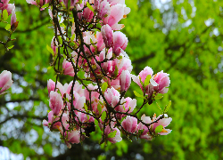 Magnolia, Rozkwitające, Kwiaty, Gałązki
