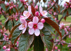 Kwiaty, Drzewo owocowe, Liście, Grafika AI