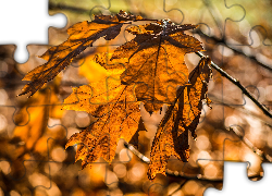 Liście, Gałązka, Bokeh