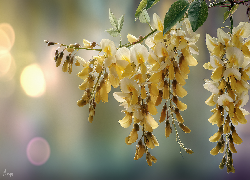 Złotokap, Żółte, Kwiaty, Gałązka, Grafika AI
