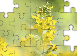 Żółte, Kwiaty, Gałązka