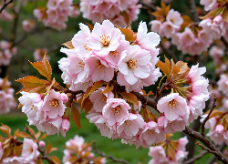 Kwitnące, Drzewo owocowe, Gałąź, Grafika AI