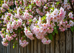 Drzewo owocowe, Gałązki, Jasnoróżowe, Kwiaty, Listki, Płot