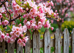 Drzewo owocowe, Gałązki, Różowe, Kwiaty, Listki, Płot