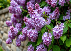 Kwiaty, Fioletowy, Bez, Lilak, Gałązki, Liście, Mur