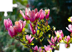 Magnolia, Różowe, Kwiaty, Gałęzie