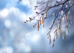 Bazie, Wierzba, Niebo, Grafika AI