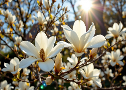 Magnolia, Krzew, Białe, Kwiaty, Gałązki, Promienie słońca