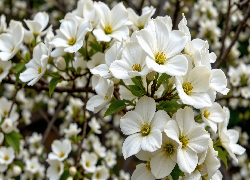 Krzew, Białe, Rozkwitnięte, Kwiaty, Gałązki
