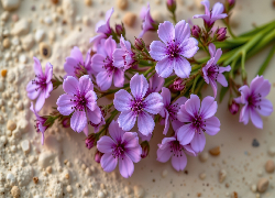 Fioletowe, Drobne, Kwiaty, Gałązki
