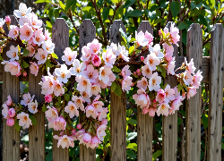 Kwiaty, Gałąź, Drzewo owocowe, Płot, Grafika AI