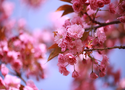 Wiśnia japońska, Różowe, Kwiaty, Drzewo owocowe