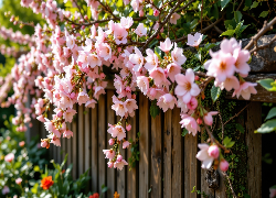Gałązki, Różowe, Kwiaty, Drzewo owocowe, Płot, Grafika AI