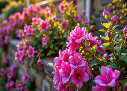 Różowe, Kwiaty, Różanecznik, Azalia, Gałązki, Listki