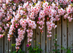 Różowe, Kwiaty, Gałązki, Płot