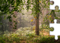 Jesień, Las, Drzewa, Gałęzie, Mgła, Roślinność