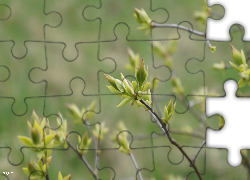 Roślina, Pąki, Gałązka