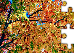 Jesień, Drzewo, Dąb, Gałęzie, Kolorowe, Liście