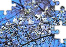 Magnolia, Biała, Krzew, Kwiaty