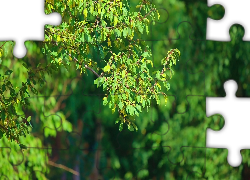 Drzewo, Gałęzie, Zielone, Liście