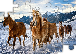 Konie, Zima, Śnieg, Góry