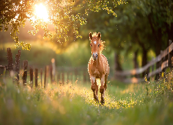 Koń, Maść kasztanowata, Trawa, Ogrodzenie, Galop, Słoneczny blask